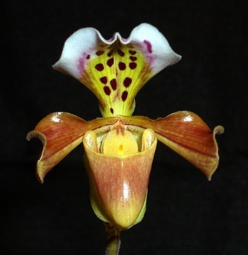 Paphiopedilum gratrixianum